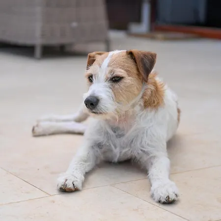 Lily-dog Friendly, Private Jaccuzzi&spa,shared Infinity Pool, Sea View * Dobrec
